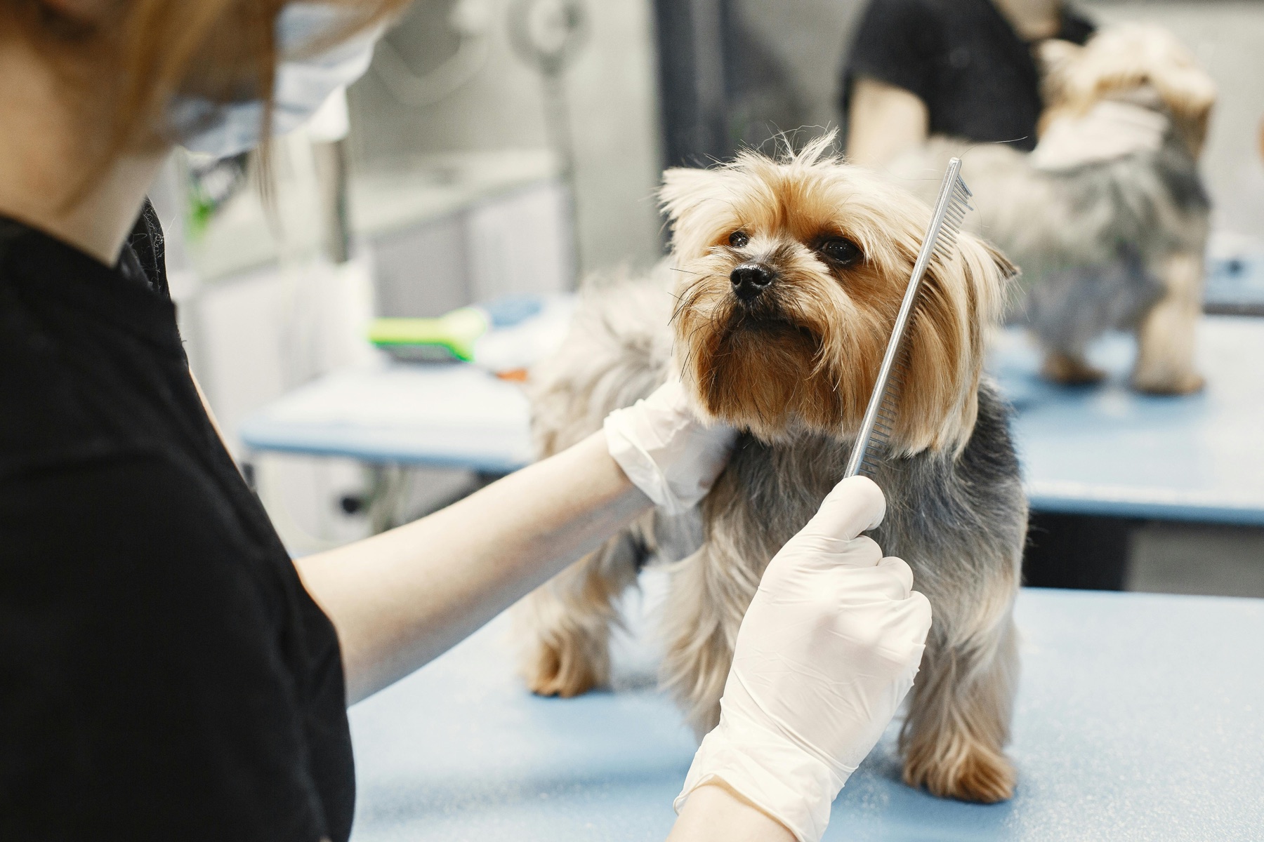 A Yorkshire terrier being groomed at Linby's salon — groomer in black, comb in hand, dog calm on the blue table