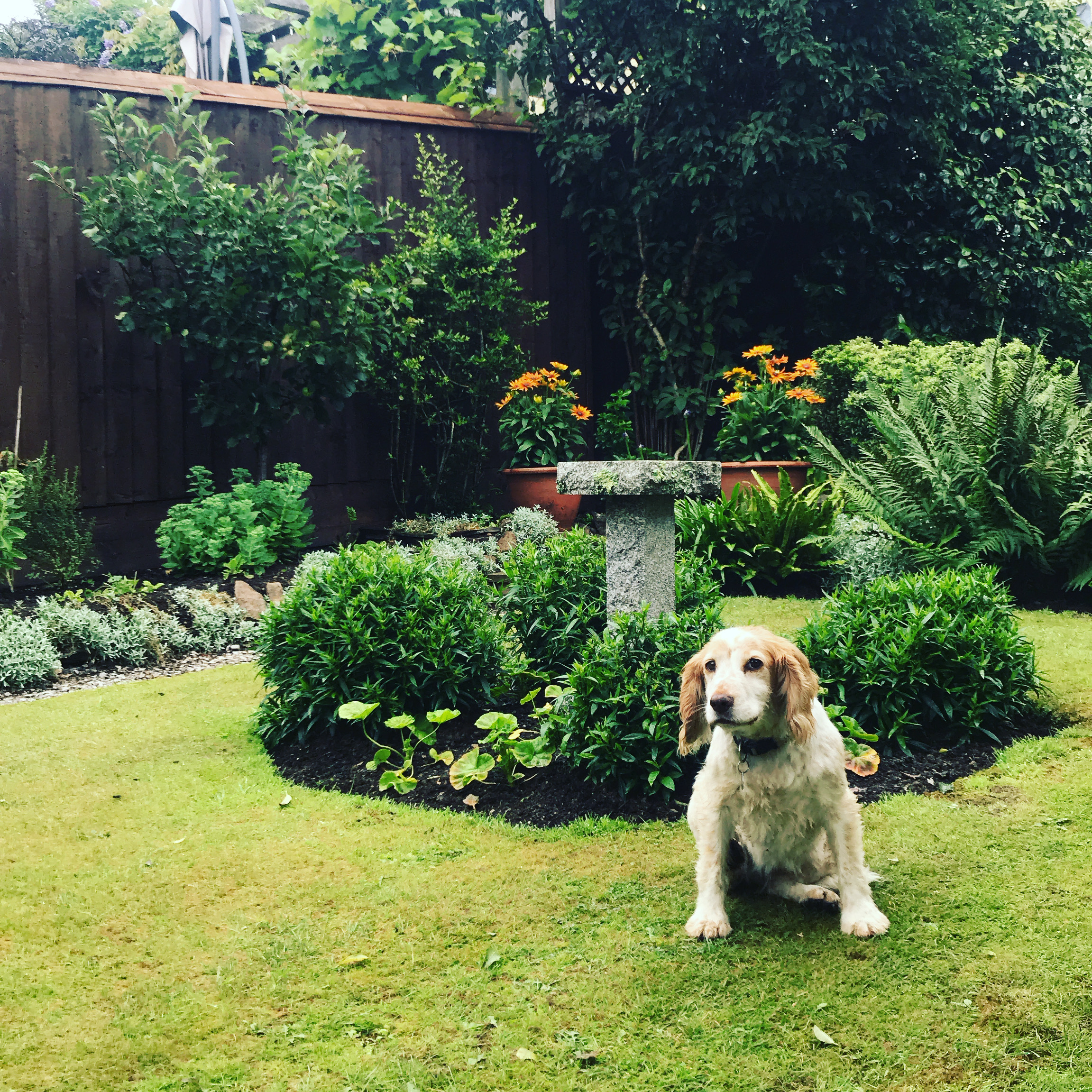 A finished garden by Matt Bell Garden Services — Plymouth
